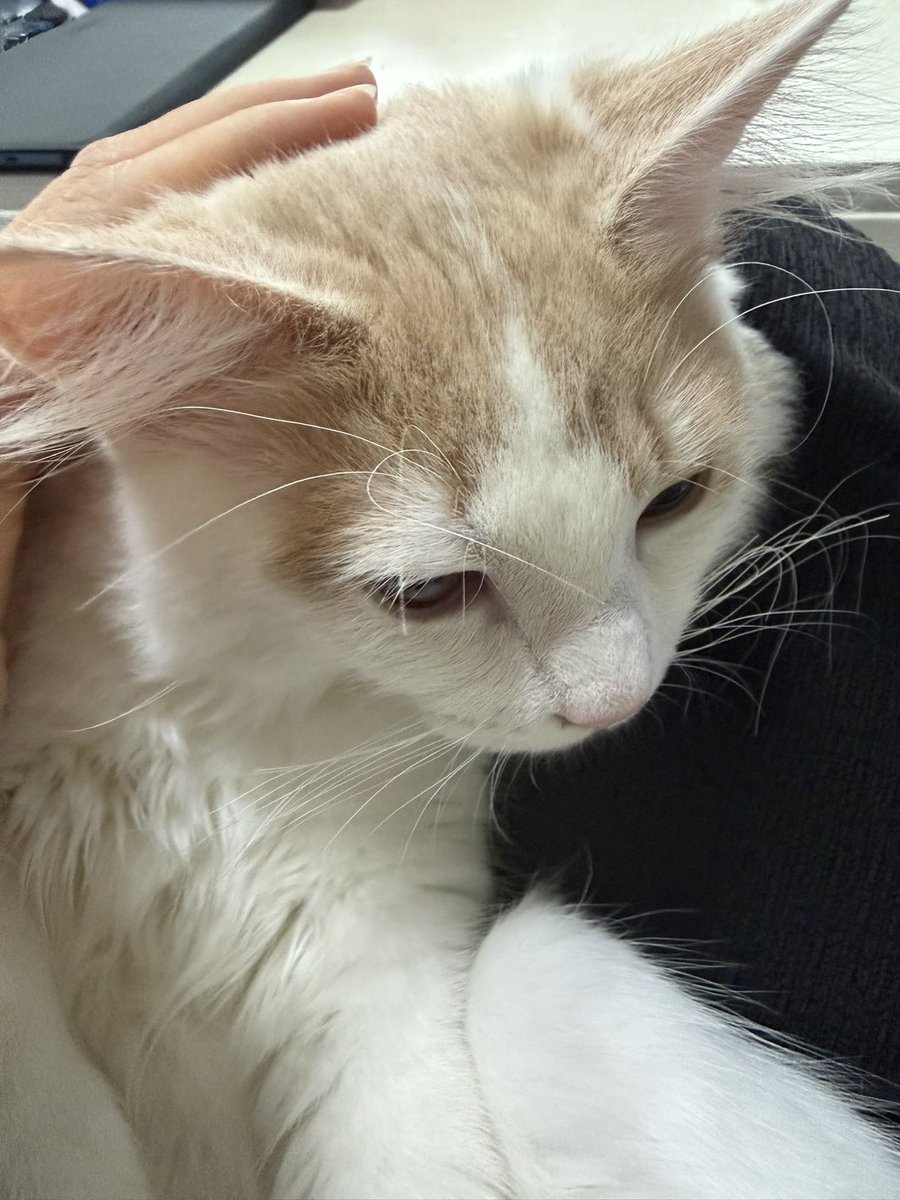 DeguMashimo's tweet photo. まだ子猫味が少し残っているけど
大きくなったねぇ
どこまで大きくなるのか楽しみだ
 #サイベリアン https://t.co/4XkgaPgCtC