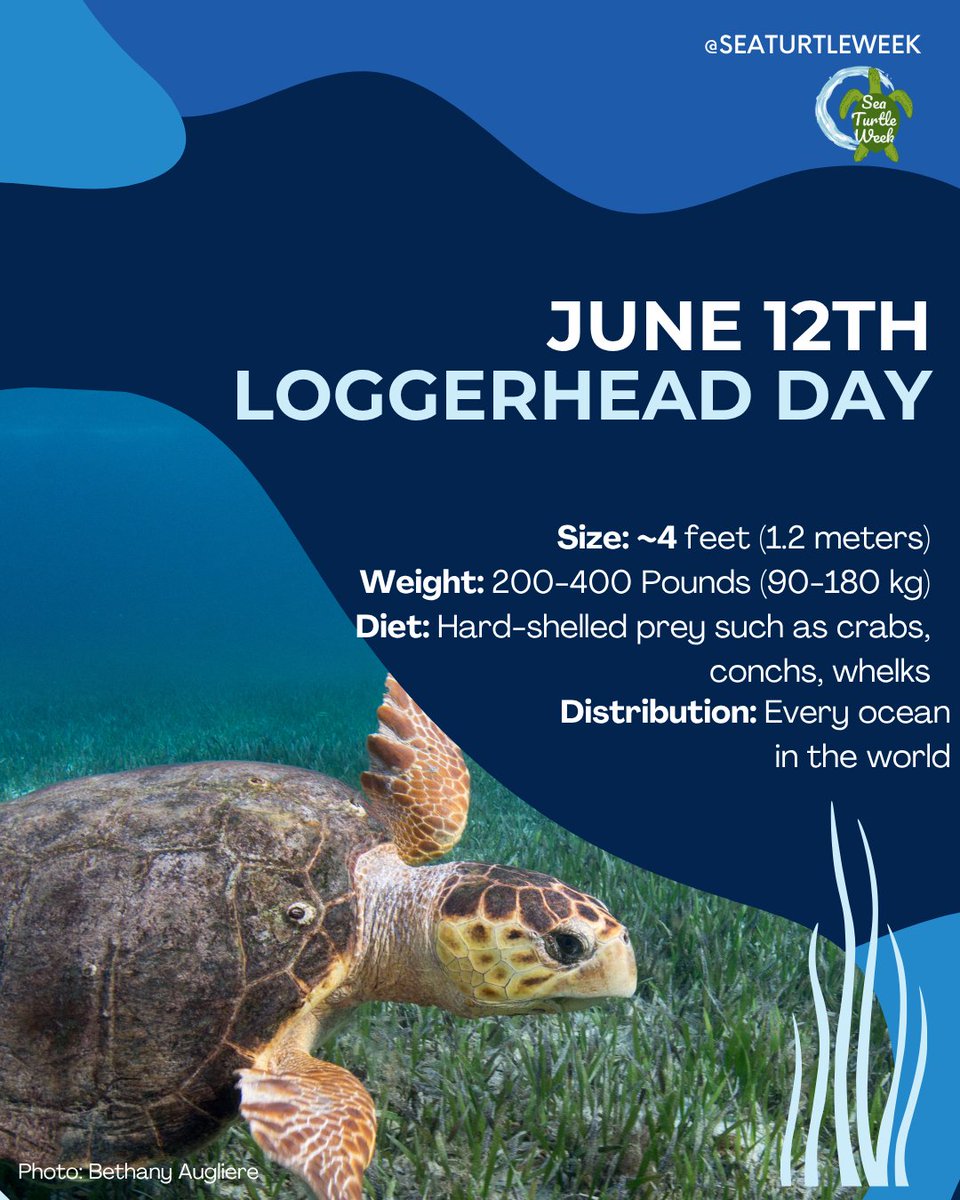 seaturtleweek's tweet photo. Happy Loggerhead Day for #SeaTurtleWeek! 

Loggerheads are basically ocean tanks. Big head = crazy strong jaws so they can crush stuff like whelks &amp; conch. 🐚😳

Learn more about them here ⤵️
https://t.co/rsW1glbYrg https://t.co/8UTmyu8cN3