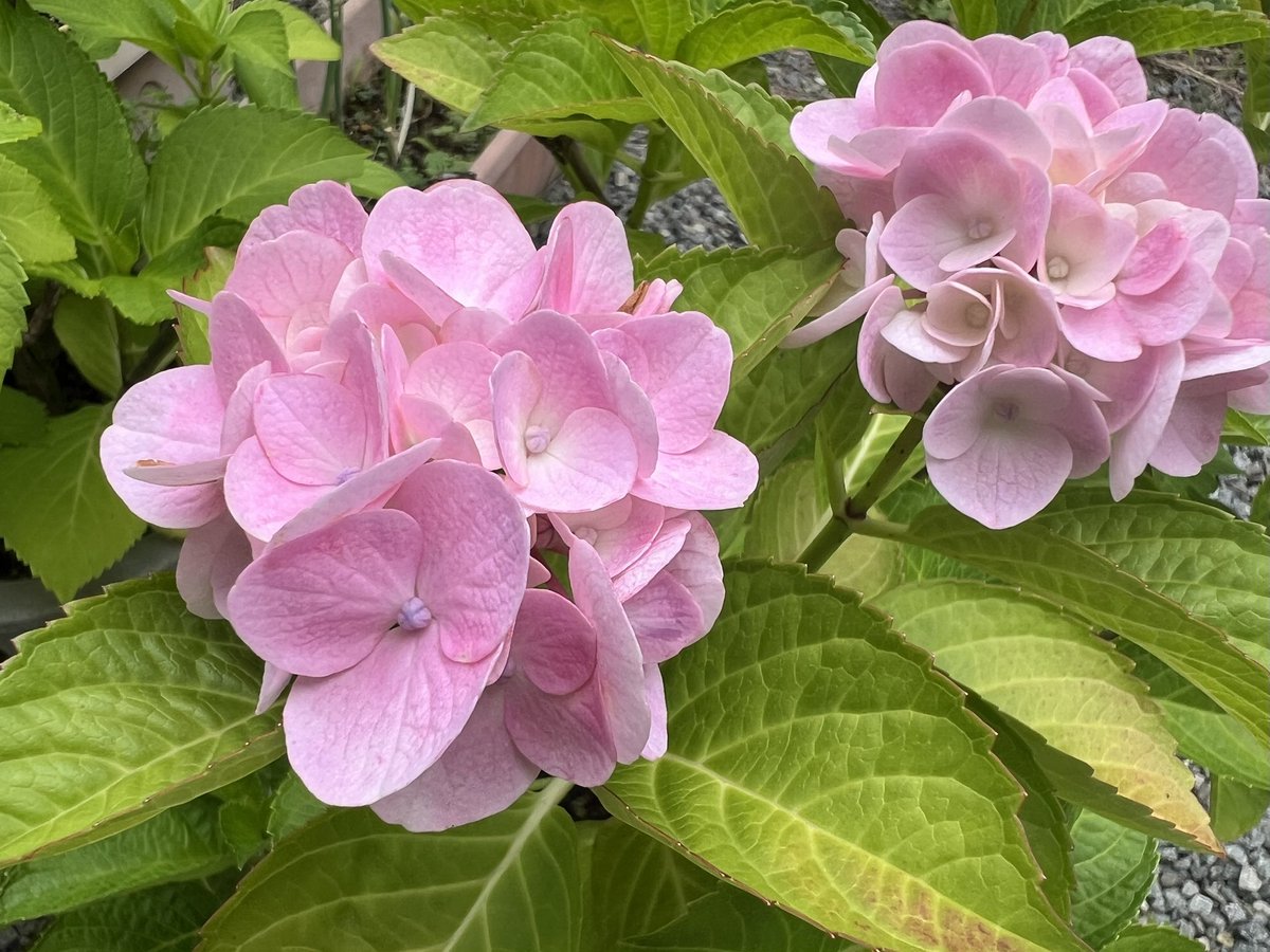 warasi_juno's tweet photo. 小さめのお花が幾つか咲いてるけどこれは花は大きくならんのか？？？ https://t.co/AQPokGvqzs