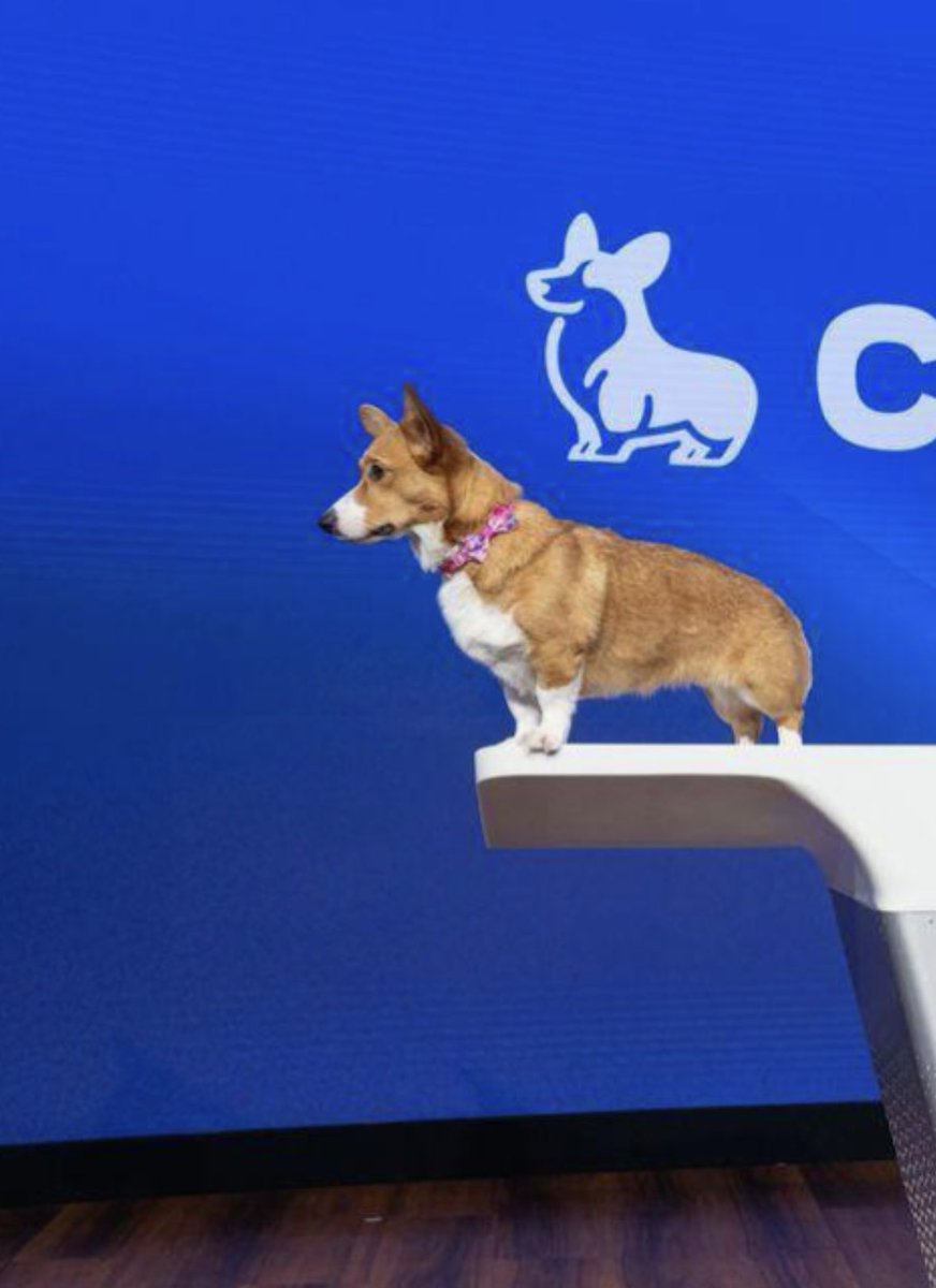 UseCorgi's tweet photo. Air Corgi who? https://t.co/pWedsukB3H