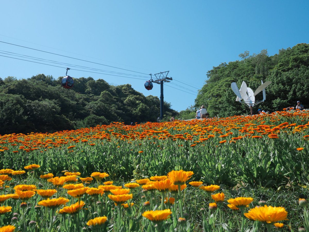 trickershogo's tweet photo. 花の魔法 https://t.co/YiHJKzgOCp