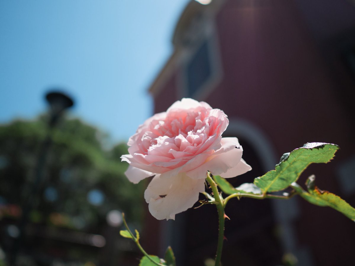trickershogo's tweet photo. 花の魔法 https://t.co/YiHJKzgOCp