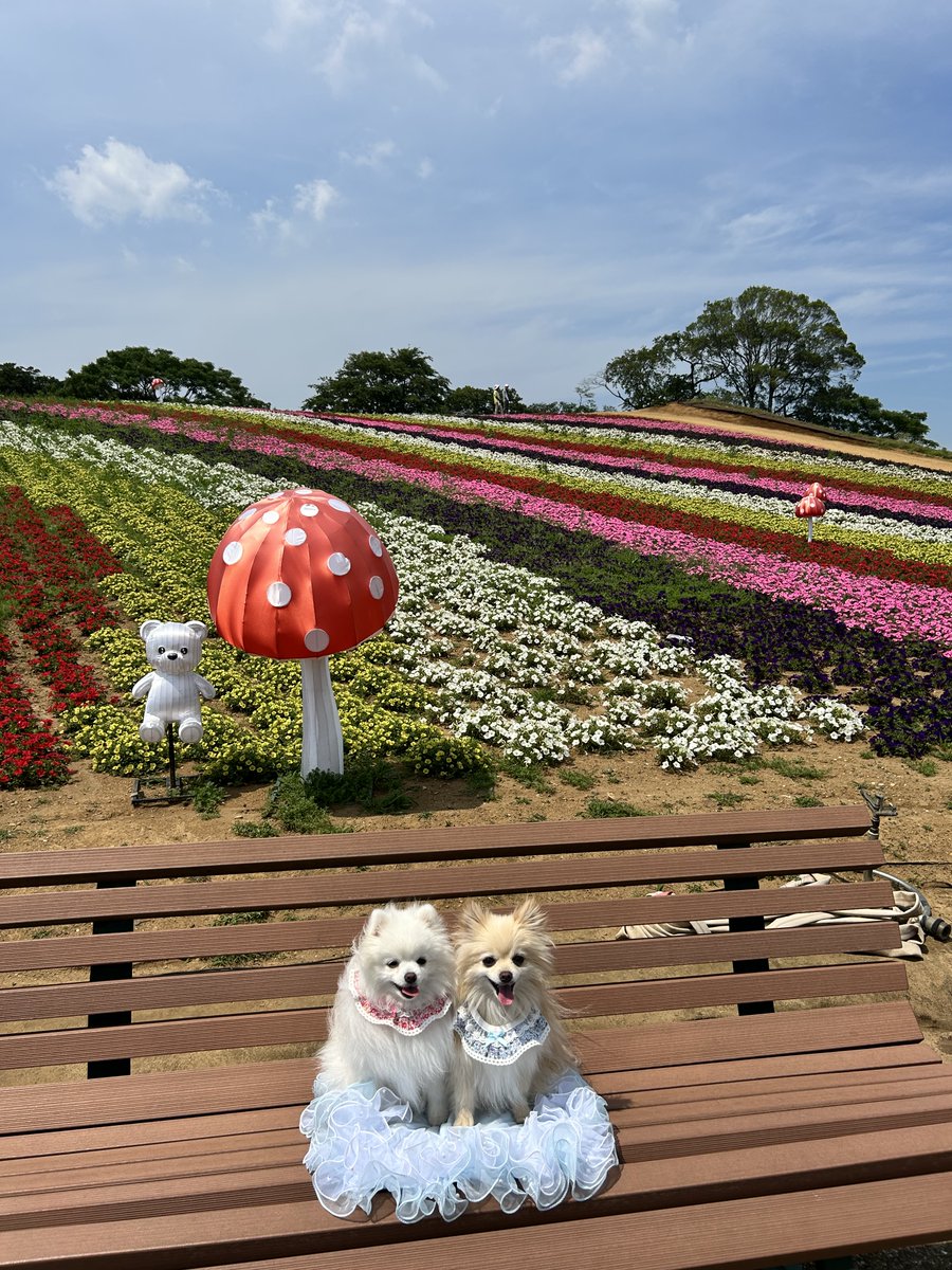 t_doitsu's tweet photo. お花畑をお散歩するわんちゃんが可愛すぎる…！

6/7（日）まで「いろどりの丘」エリア限定で
わんちゃんのリードお散歩・撮影が可能です🐶📸

普段は入れないお花畑エリアで、愛犬との思い出を残してみませんか？🤍

＼お写真はお客様からお借りしました！ありがとうございます💫／ https://t.co/M1wfhnzwb2