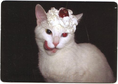 HiBanee_'s tweet photo. Gatito referencia https://t.co/Y35awdAaV4