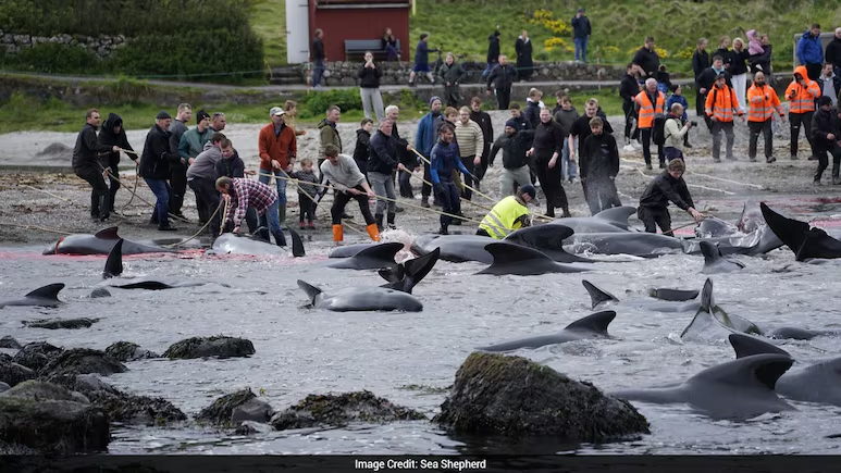 ndtv's tweet photo. Over 700 Whales, Dolphins Massacred In Barbaric Viking-Era Grind On Faroe Islands
https://t.co/JgKLIovDSI https://t.co/bi42htpGaj