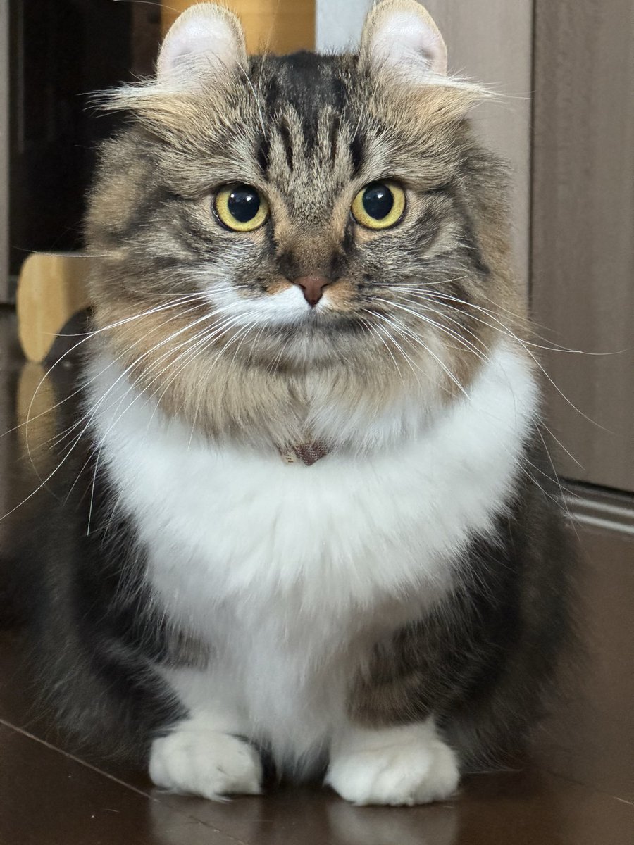 koharu417's tweet photo. 👈before   after👉
 #ねこかわいいね https://t.co/t0sSp17lay