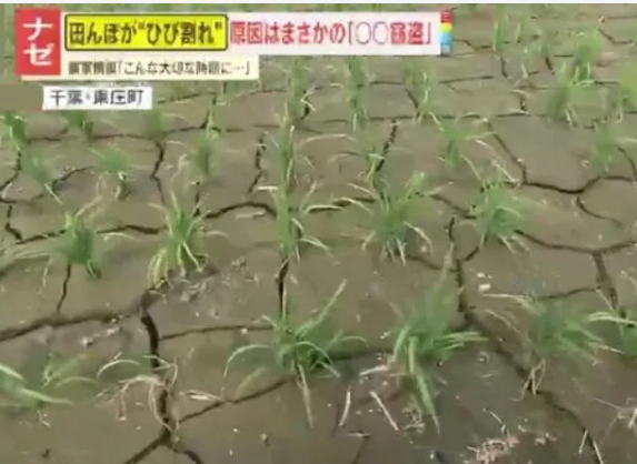 shoetsusato's tweet photo. 田植え直後の水田がカラカラに…　干上がった理由はまさかの「金属窃盗」…　コメ農家が怒り心頭　➾ ネット「日本政府、日本国民はいつまで我慢すればいいのかね」 https://t.co/oCvg1wRZ0B