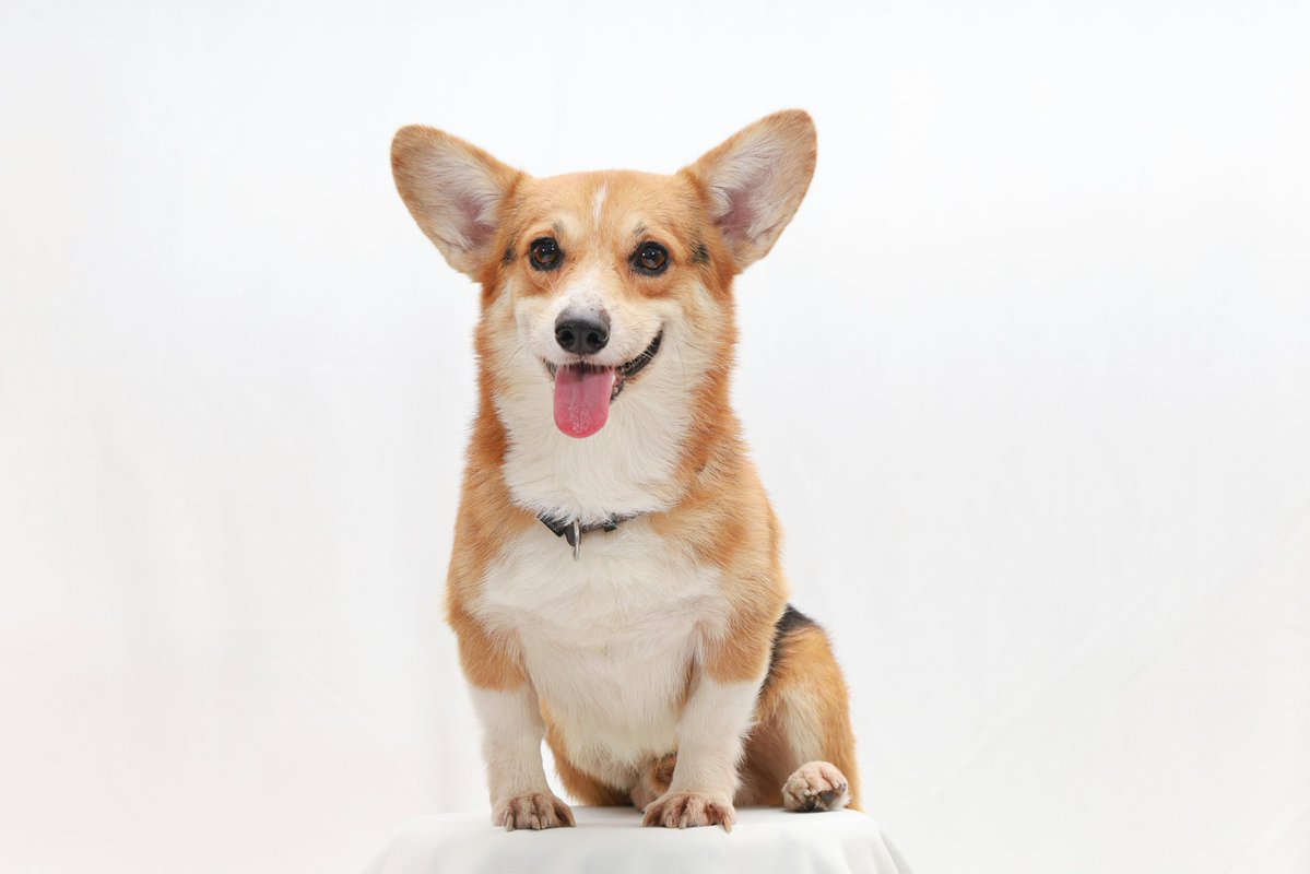 earthcurated's tweet photo. Today is National Corgi Day. https://t.co/M4SZxFkPE4