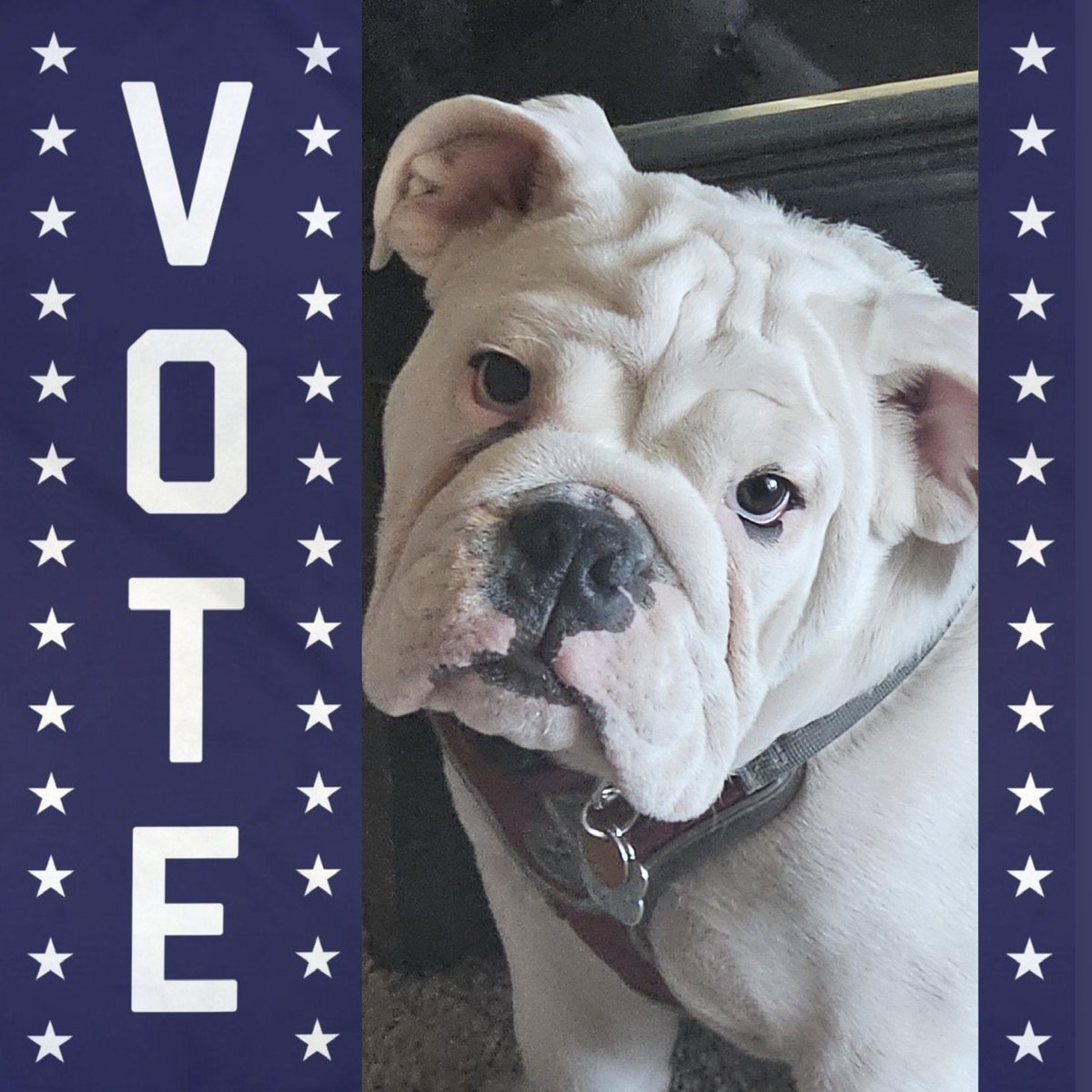 RIXEY_702's tweet photo. Hey hoomans… it’s me, Brando 🐾
We’re down to less than a day in the Semi-finals, and your boy REALLY needs your help to bring it home. VOTE:
https://t.co/86ShIezXwK

#bulldog #brando #englishbulldog #petloverschoice #bulldogsofx https://t.co/r9SjAlVeRl