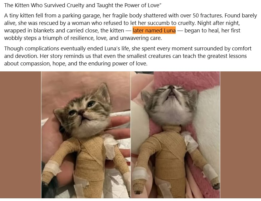 slndr3000dev's tweet photo. How this is not run??

The Kitten named "Luna" suffered 50 fractures and became GIGA viral when he was completely wrapped in plaster

This story is going viral rn and everyone is discussing and memeing it

Proof of the name: https://t.co/W4pN8kXY7E https://t.co/Fh3CGF9pwT