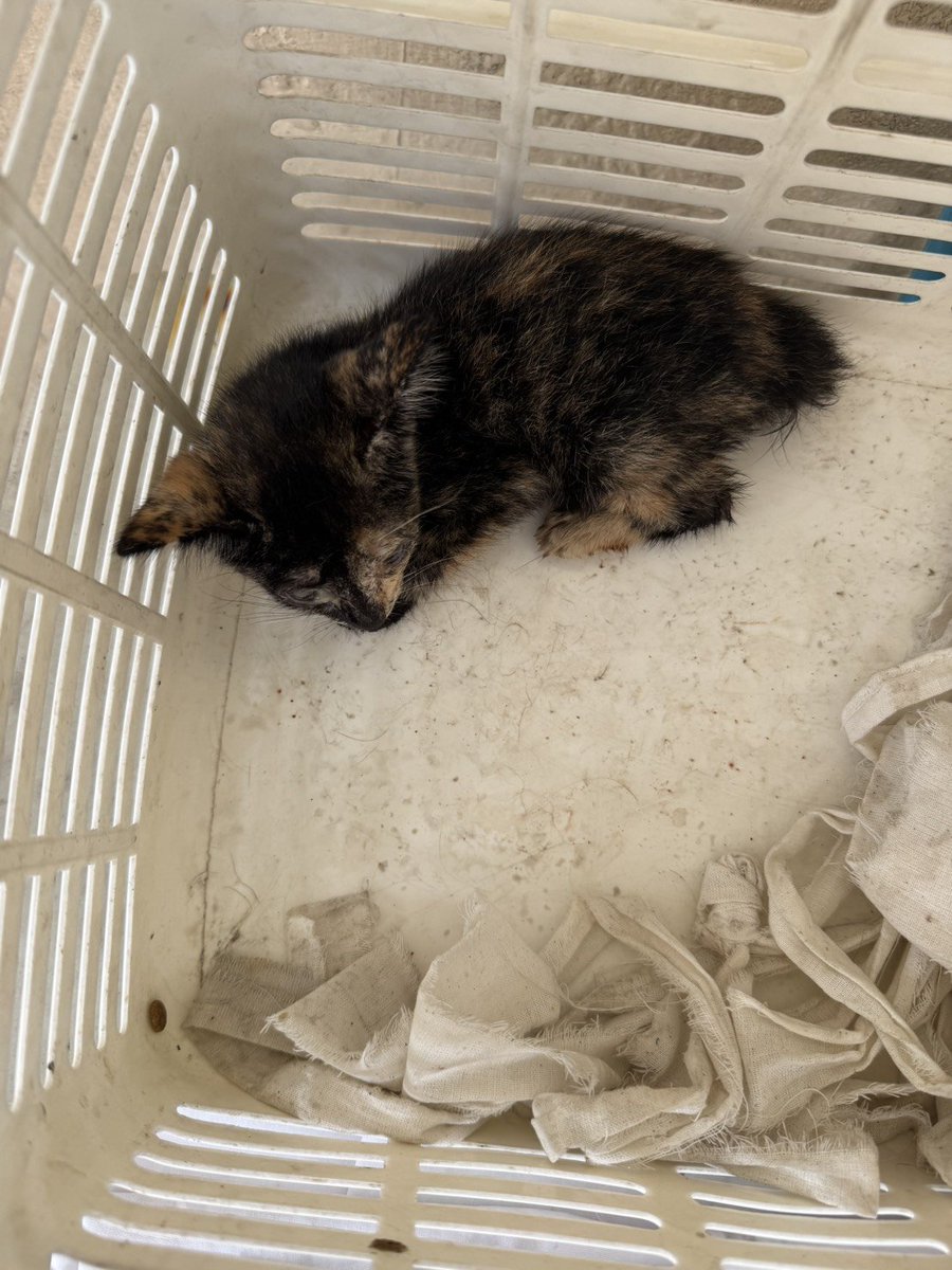 CatsterClub's tweet photo. 🏠 หาบ้านให้น้องแมว 🏠 (ฝากประกาศ)

ลายเปรอะ น่าจะอานุราวๆ 1-2 เดือน ตัวเมีย 
พิกัดท่าน้ำราชวงศ์
ปั้น 0810101205

ใครสนใจรับดูแลติดต่อหาเจ้าของได้เลยนะคะ หรือ ช่วยกันรีกระจายข่าวก็ได้ค่า มาช่วยกันหาบ้านอันอบอุ่นให้น้องกันนะคะ https://t.co/TyeiR8vd7a