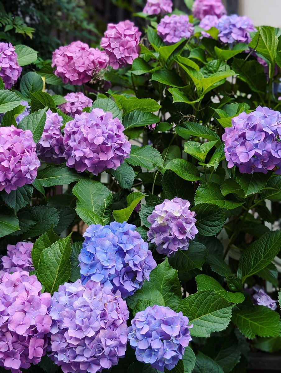 junya_koketsu's tweet photo. 紫陽花 https://t.co/KFGODedhxp