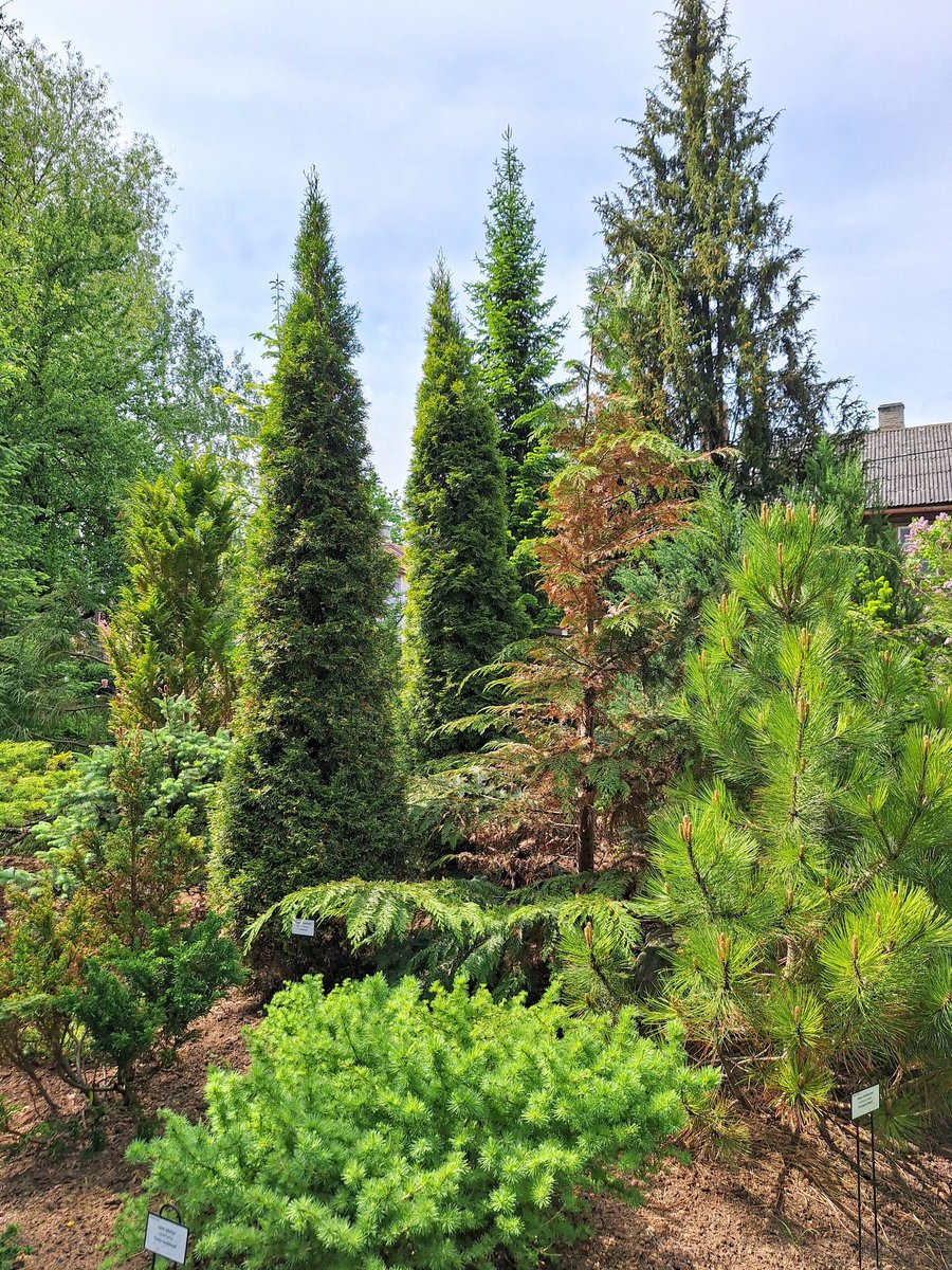 kerner_maire's tweet photo. Happy Thursday Everyone! ☀️🌲🌳🌿💚💙 https://t.co/GYPLoGt8Xb