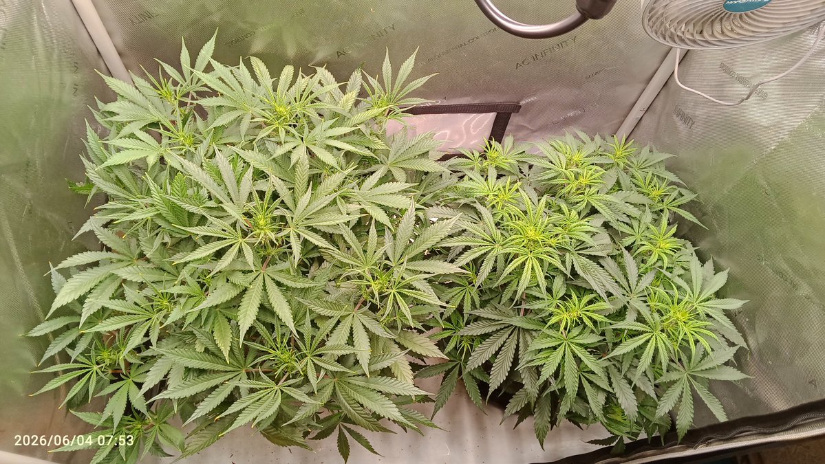 MacCheech1's tweet photo. Good morning Growmies,

Day 37 of the Guava Auto RF3 (le.) and the Trainwreck Auto (ri.) from @Fast_Buds @Fast_Buds_De

Until now, no complains. Trainwreck hast accepted the feeding now and doesn't look as sad as 2 days ago. 

#GermanHomegrow
#growyourown
#haveagreatday https://t.co/eMNI0LrCIa