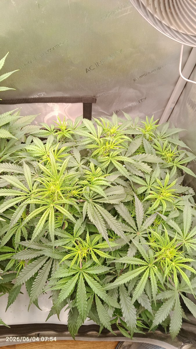 MacCheech1's tweet photo. Good morning Growmies,

Day 37 of the Guava Auto RF3 (le.) and the Trainwreck Auto (ri.) from @Fast_Buds @Fast_Buds_De

Until now, no complains. Trainwreck hast accepted the feeding now and doesn't look as sad as 2 days ago. 

#GermanHomegrow
#growyourown
#haveagreatday https://t.co/eMNI0LrCIa