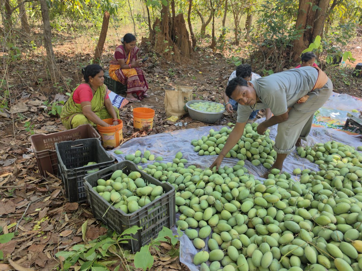 ormas_odisha's tweet photo. 10 quintals of premium Amrapali mangoes 🥭 were dispatched today for export to London. The mangoes were procured from farmers of Kuchinda and Jamankira blocks by our FPO.
@PRDeptOdisha 
#ormasodisha #mangoexport #Samblpur #LondonExport #AmrapaliMango https://t.co/gegUTQoKgd