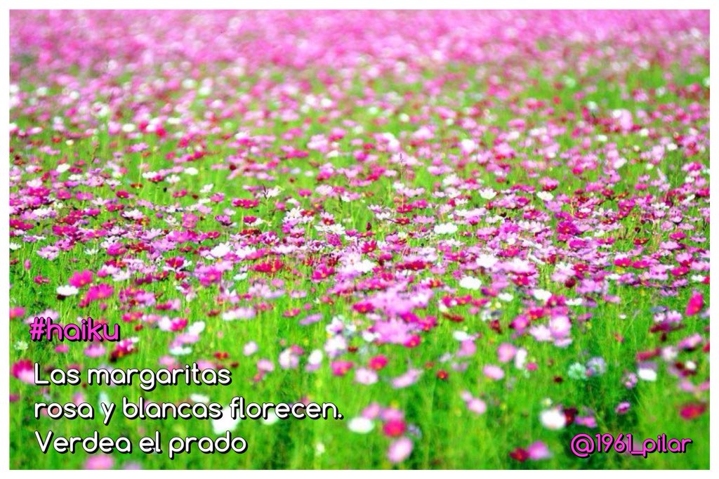 1961_pilar's tweet photo. Un nuevo amanecer ¡Buenos días!

Las margaritas...

~haiku~

#LYF15  #VAFlorDePiel https://t.co/H1WYCPmTu5