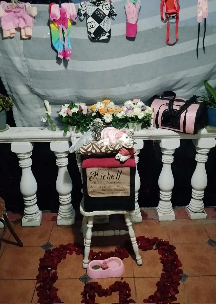 HevinRuiz's tweet photo. Mi princesa te voy a llevar siempre en mi corazón el llegar triste a mi casa y abrazarte, acariciarte me hacían sentir mejor fuiste más que una mascota un integrante más de la familia eras esa hermanita que nunca tuve, te echare mucho de menos cyn descansa y te veré pronto 🤍🕊️ https://t.co/nE3OoSOwl6