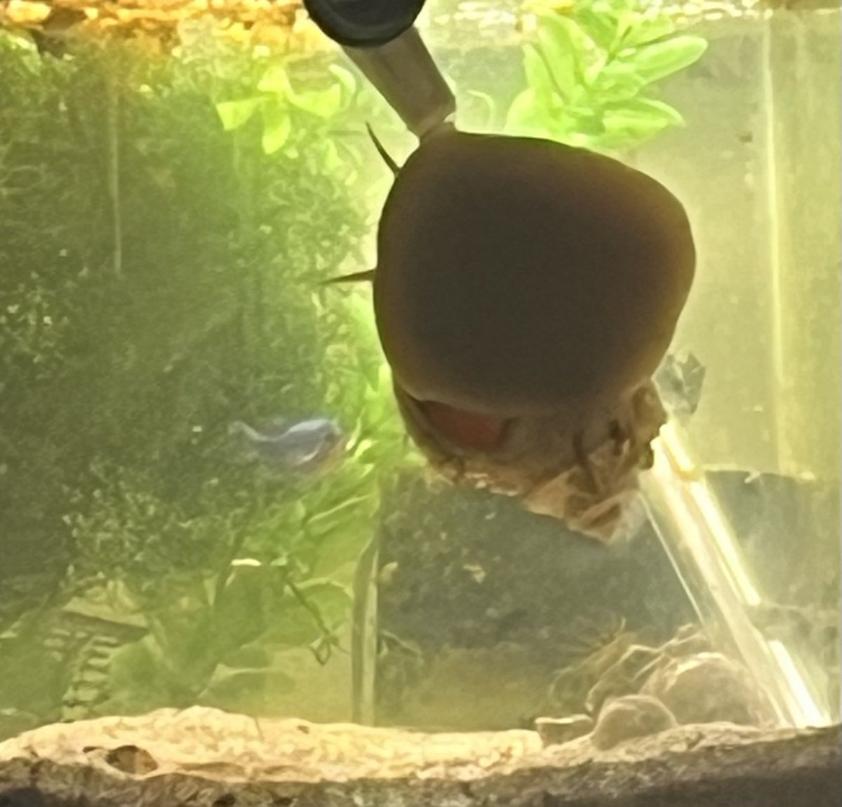 PREDCORB's tweet photo. @quarfield // 💚💚💚 hmu for obscure snail knowledge. i have some weird shit in my house https://t.co/rb62r0z5qc