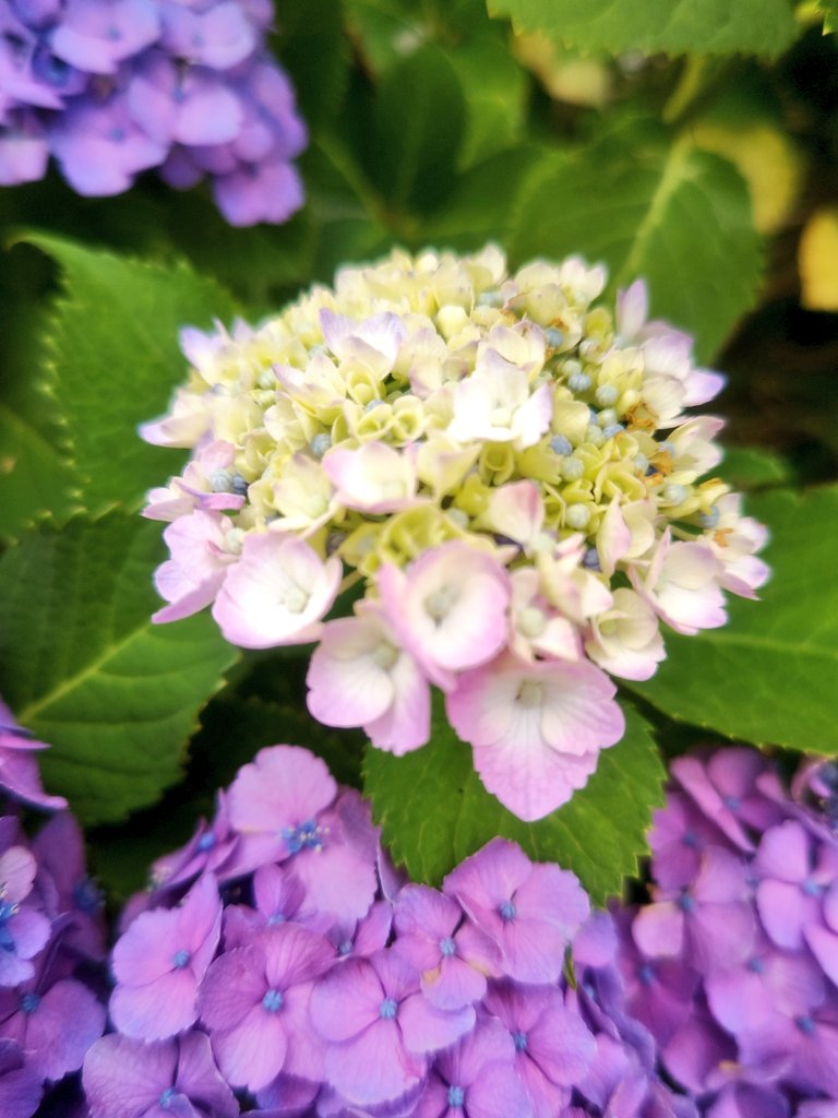 ま*ぎ様 3471☘️花、タグ付き☘️⭐️ポーセリン⭐️繊細柄⭐️小輪⭐️渋葉⭐ お花の詰め合わせ③