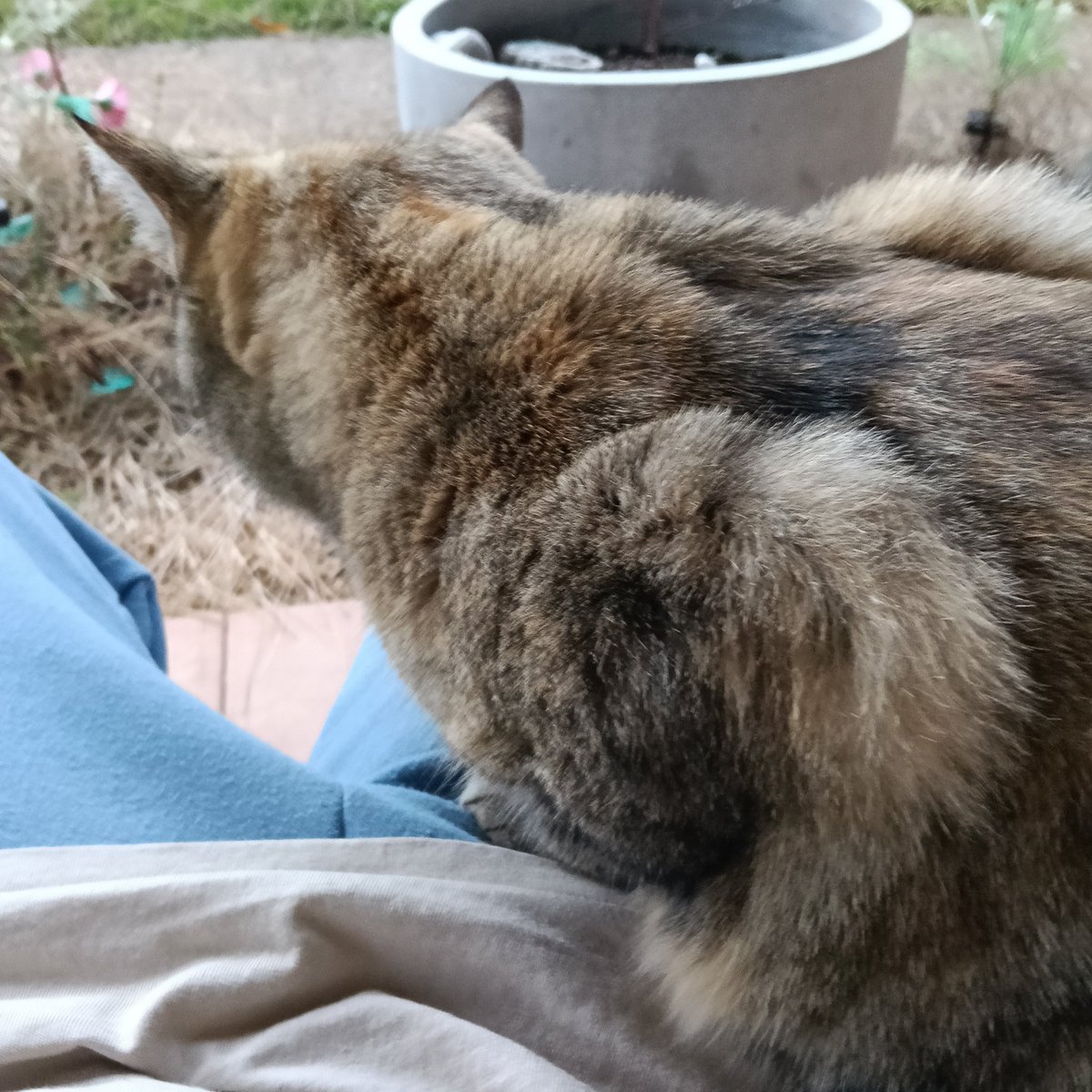 NotPebsHere's tweet photo. NO FUCKING WAY THE OUTSIDE CAT SAT ON ME THEY'RE EVEN PURRING https://t.co/Qc3bPUQNyg