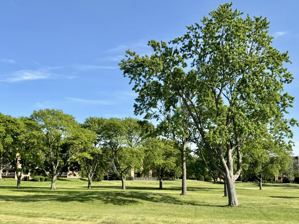 MichaelHeimlich's tweet photo. Sunny-sunshine-trees-tree green leaves-grass-blue sky-skies-small white clouds-cirrus-cloud 5:20-25pm June 3 2026 Northbrook Illinois USA - Editorial Use Permission w/Credit: Michael Heimlich @MichaelHeimlich; 
#Sunshine #Sunny #Sky #Trees #Clouds #wx #ILwx @NWSChicago #StormHour https://t.co/L06FEnFY6K