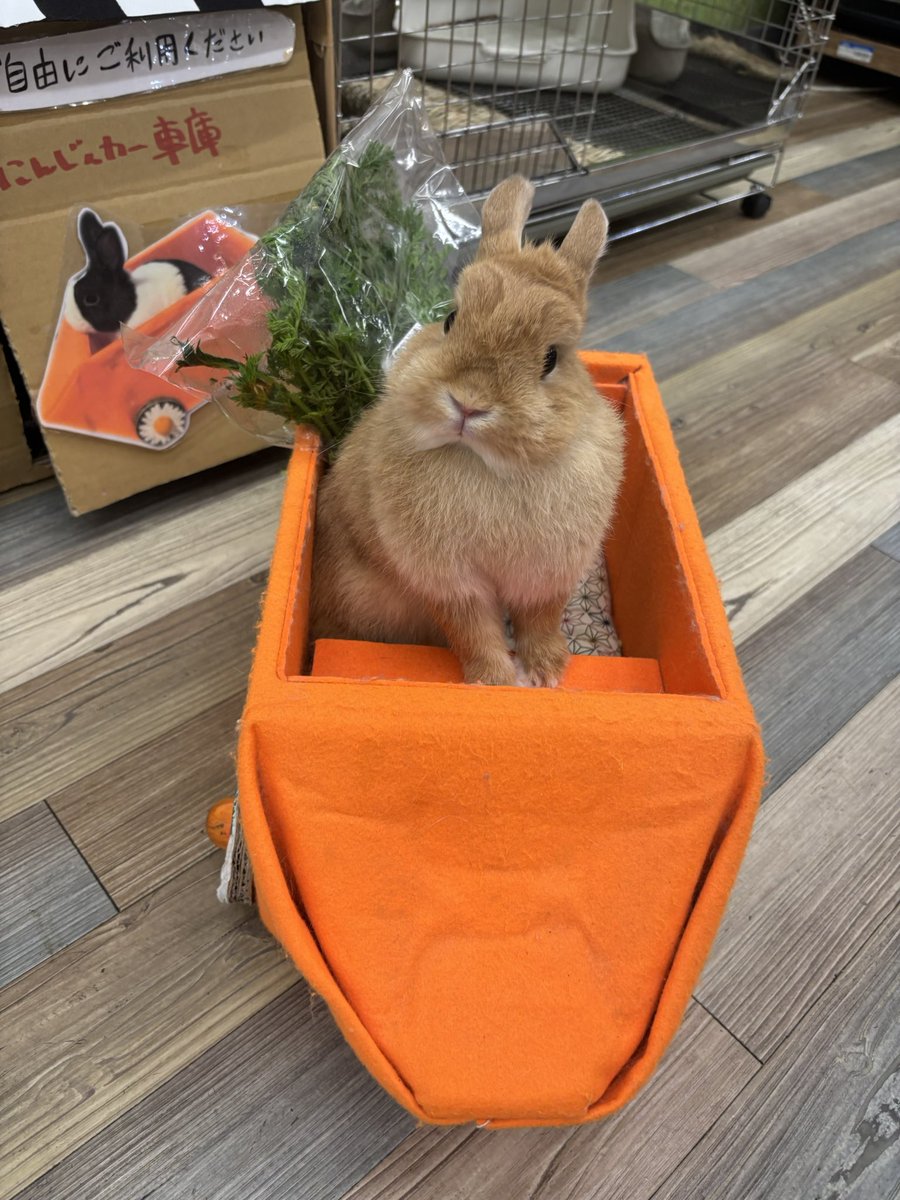 おれんじうさぎ 本日お誕生日のお嬢さん🎂 膝乗りが得意なtheツンデレさん♪ #うさぎの