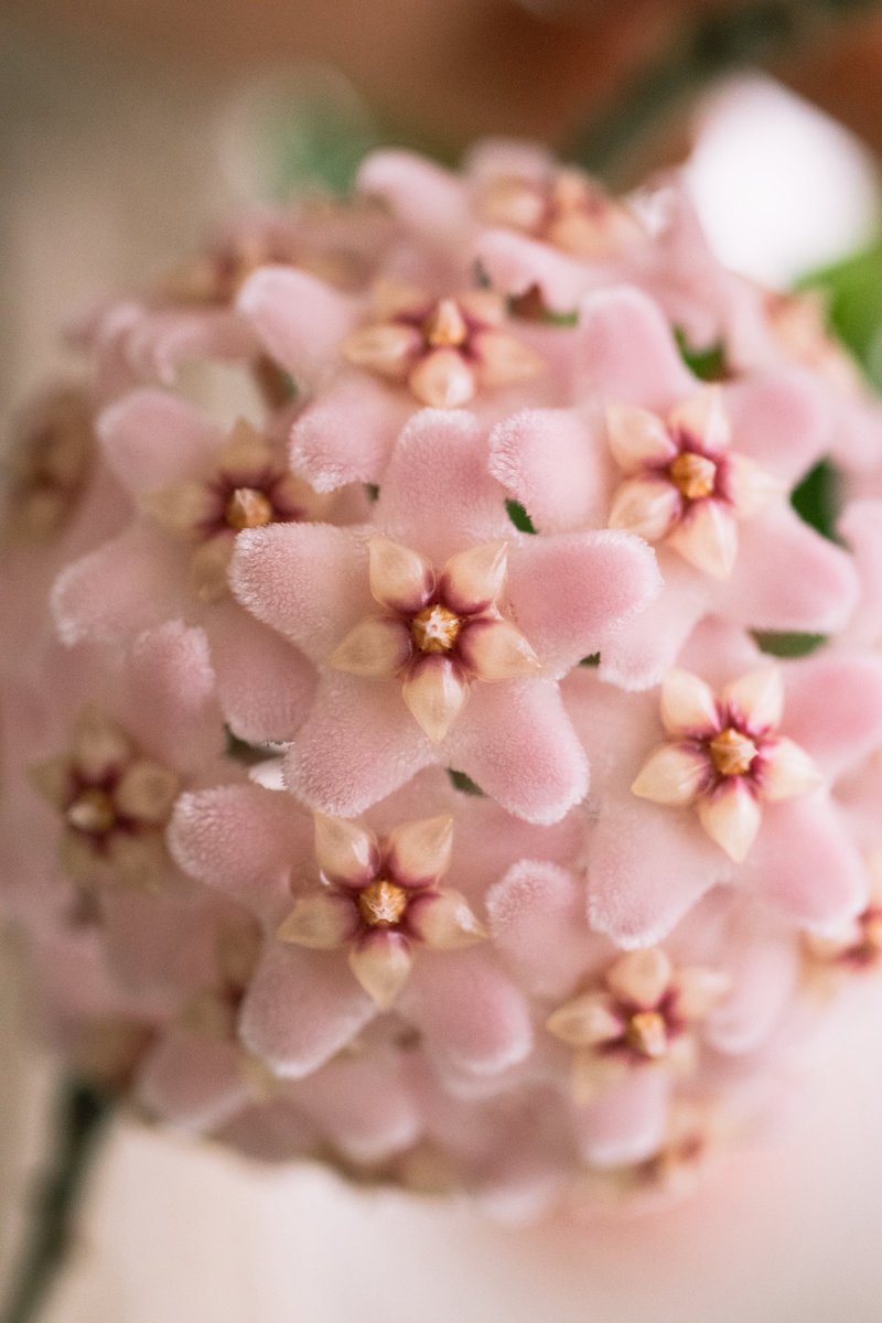 haruo_film's tweet photo. My favorite flower ✸ https://t.co/yJGnfWb9My