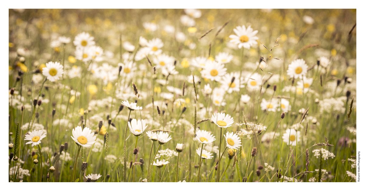 OSM_Photography's tweet photo. Leucanthemum, Muker Wildflower Meadows, yesterday. https://t.co/Gd750fmwax