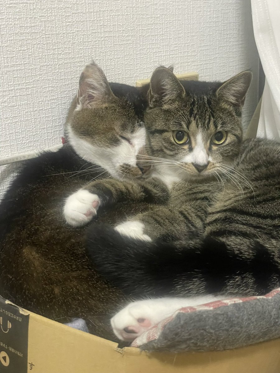 sakuya8906's tweet photo. 今日はナスの命日、つまりチキ三郎が1歳になりました
おかげさまで病気やケガもなく、すくすくと元気いっぱいです https://t.co/P1ymeFQ0v9