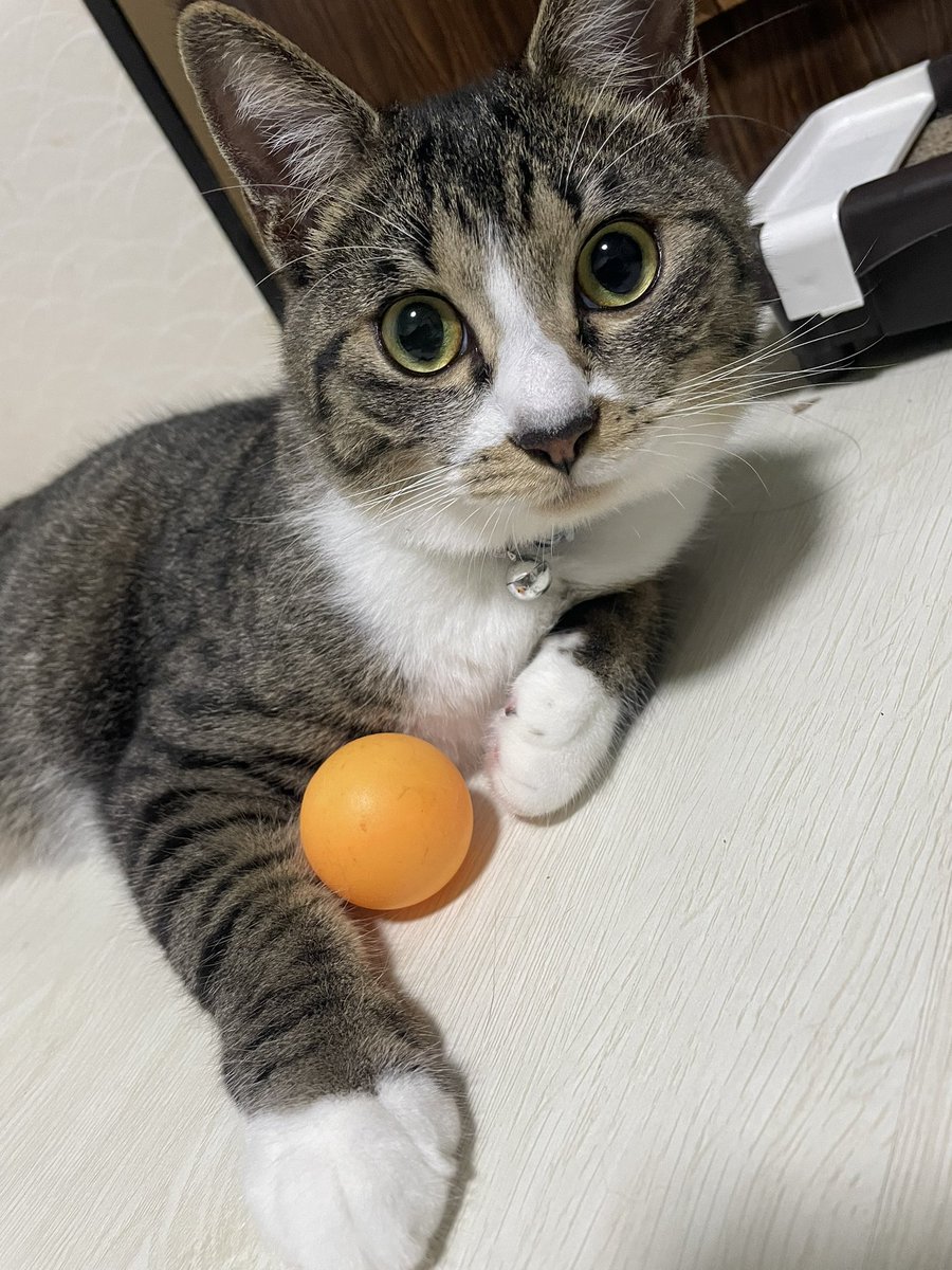 sakuya8906's tweet photo. 今日はナスの命日、つまりチキ三郎が1歳になりました
おかげさまで病気やケガもなく、すくすくと元気いっぱいです https://t.co/P1ymeFQ0v9