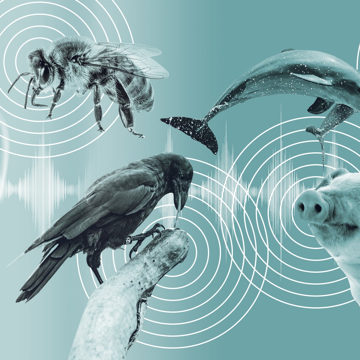 OffBayArchives's tweet photo. AI models can ingest hours of audio from environments like the deep ocean (for whales) or the forest floor (for mice) and isolate specific vocal signatures or rhythmic sequences.

By matching these sounds to physical behaviors captured on video, AI can suggest "meanings" based on context. For example, if a specific sequence of clicks consistently precedes a hunting maneuver in dolphins, the AI can correlate that sound with the concept of "cooperative hunting."