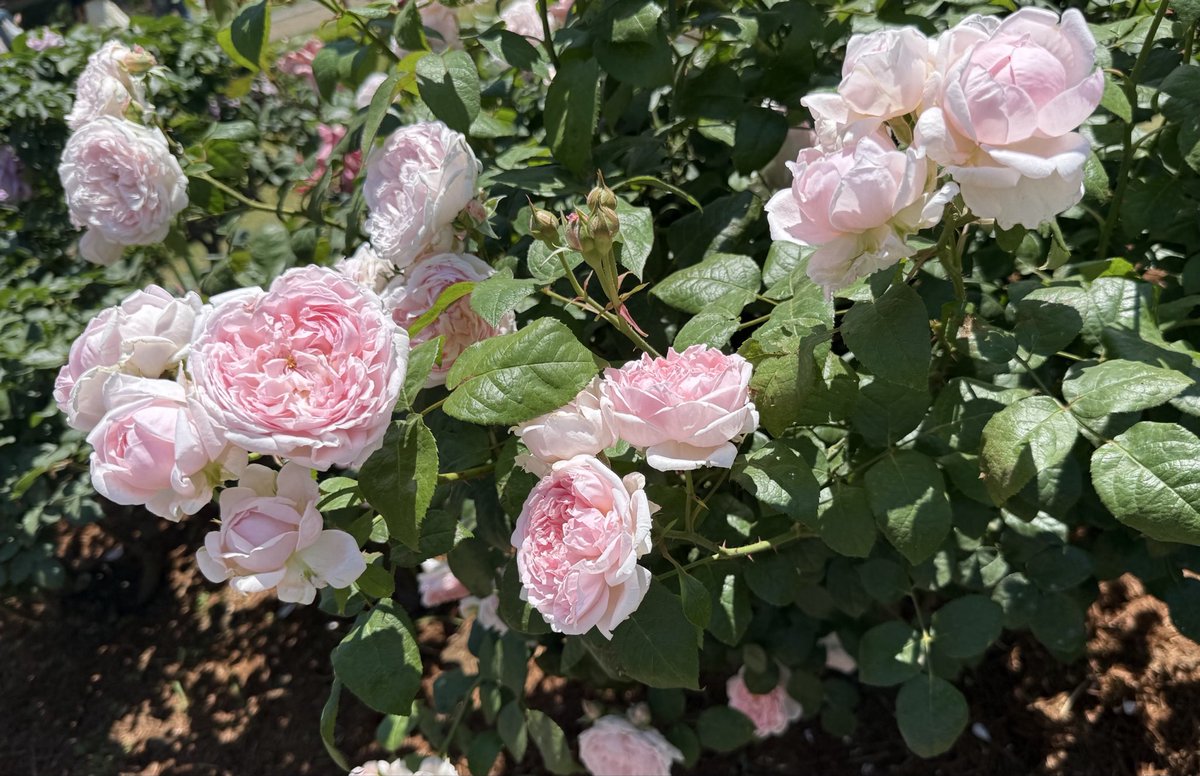 _Naomi_Payton_'s tweet photo. のんとバラ園行ってきました🌹
お天気よくて最高だったね(⁎ᴗ͈ˬᴗ͈⁎) https://t.co/p0fwxDbkUZ