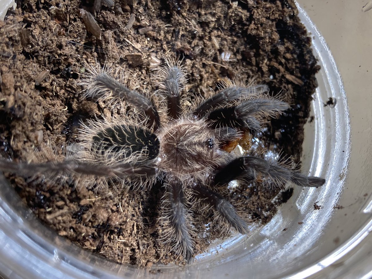 カーリーヘアーバードイーター Tliltocatl albopilosus “Nicaragua