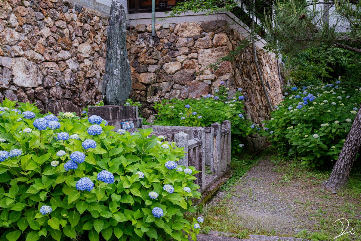 usalica's tweet photo. 6月の京都は紫陽花の季節です。
長岡京にある柳谷観音 楊谷寺は京都の紫陽花の名所です。境内の紫陽花は咲き始めですが、紫陽花の階段では満開の紫陽花が見ることができます。

楊谷寺は花手水発祥のお寺としても知られていて、境内にいくつもある手水に紫陽花が入れられ紫陽花手水となります。パステルカラーの手水がとても綺麗なので、ぜひ見に行ってください。