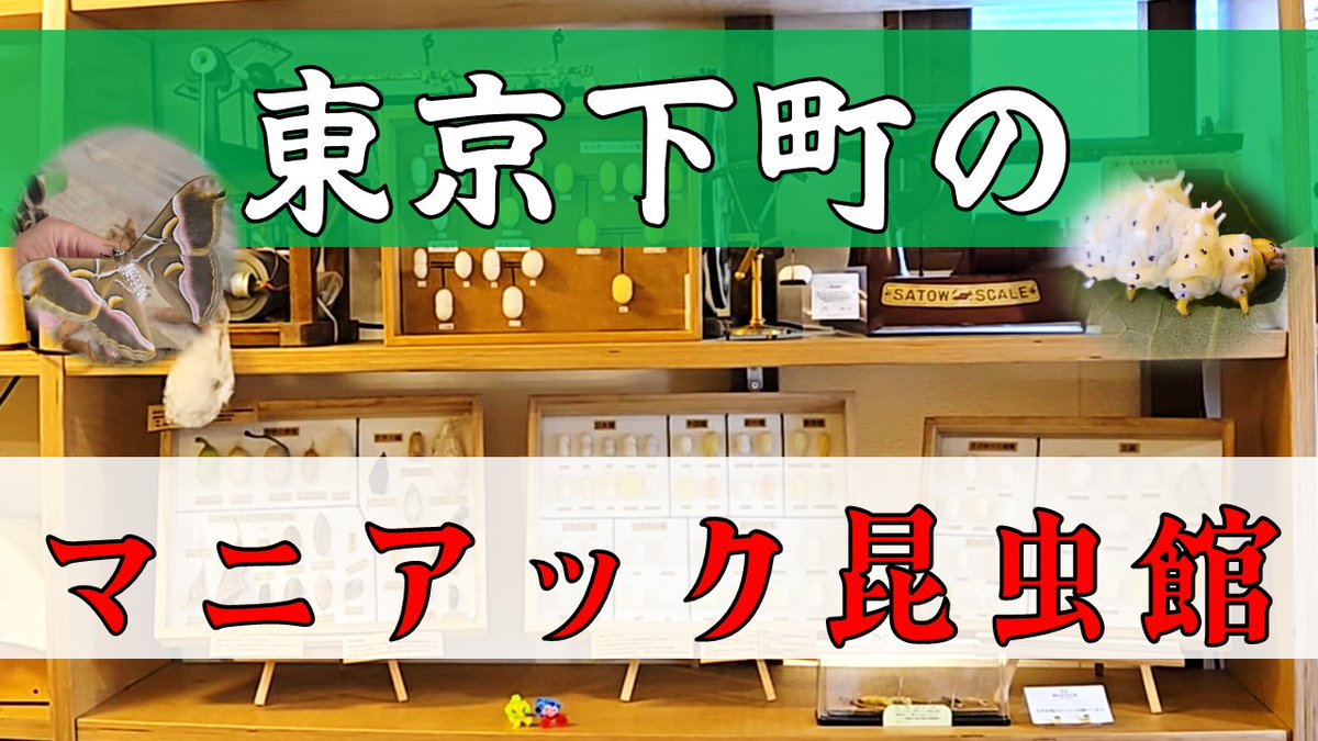 LHorikawa's tweet photo. 【お知らせ】
堀川ランプの昆虫列伝最新動画アップしました！
https://t.co/nLXRzdTI72
今回は東京の江東区にある個人経営の博物施設ワイルドシルクミュージアムにお邪魔してきました！
ここだけで飼育されているオリジナル品種「深川蚕」についてもいろいろお聞きしてます！ https://t.co/DCgZcmgQW1
