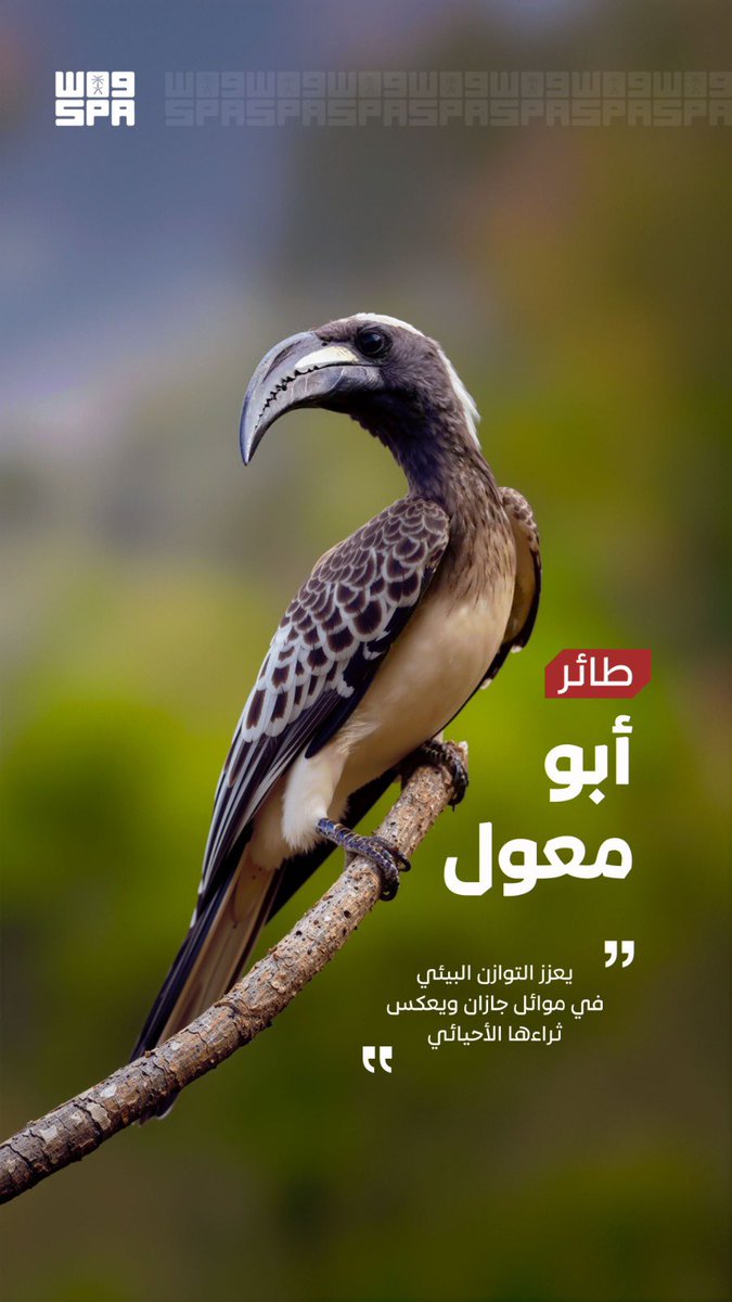 althuibi's tweet photo. #جازان.. ثراءٌ طبيعي وتنوع أحيائي فريد.
وفي التراث،يقف الباحث عند'#طائر_أبو_معول؛فبين دلالة المعجم للـ'معول' (المعتمد عليه) وارتباط الموروث….
تظل لغتنا مرآةً🪞لهويتنا
يقول ابن الرومي:
أرى الدهر لا يأوي لعولة معول... ولا يرعوي للصوت عند انسماره.
الباحث و #الإعلامي_عبدالله_الذويبي https://t.co/nehXwzLJaO