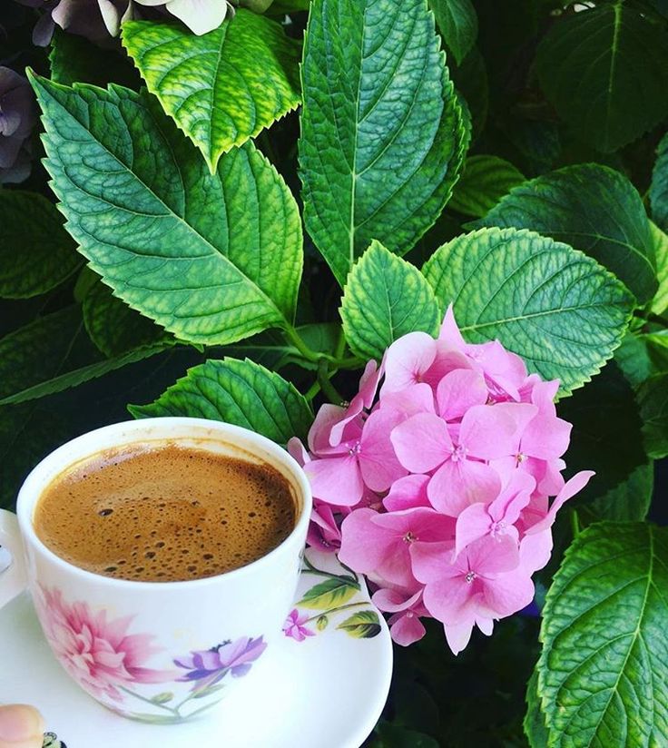 Paysages_lands's tweet photo. Coffee ☕🌹 https://t.co/J72A11vJi7