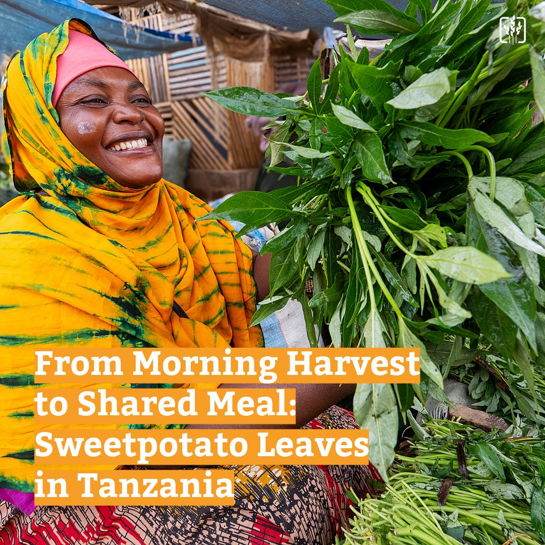 CropTrust's tweet photo. Sweetpotato leaves move fast from field to plate, yet this fragile value chain needs support. How do we improve diets and livelihoods with this opportunity crop?

The Crop Trust and @WorldVegCenter are working to strengthen the system: https://t.co/iwvWwQFg08

#BOLDProject https://t.co/bznICSxHb7