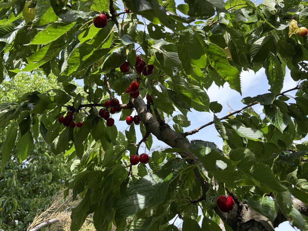 jashazed's tweet photo. we’ve had this cherry tree since we moved here, but it always produced around five cherries each season. this year it’s covered in them and i’m so happy <3 https://t.co/Q3lRLU8Hbt