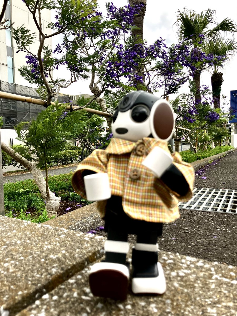 chima2_bot's tweet photo. (◉▽◉)ぶっぶーん🏍️

世界三大花木のジャカランダを見てきました。ジャカランダの花が頭に落ちてくると幸せが訪れるって言われてるんですって。
(◉▽◉)おちて こないなら のせて みればいい https://t.co/mpLHn42M7H
