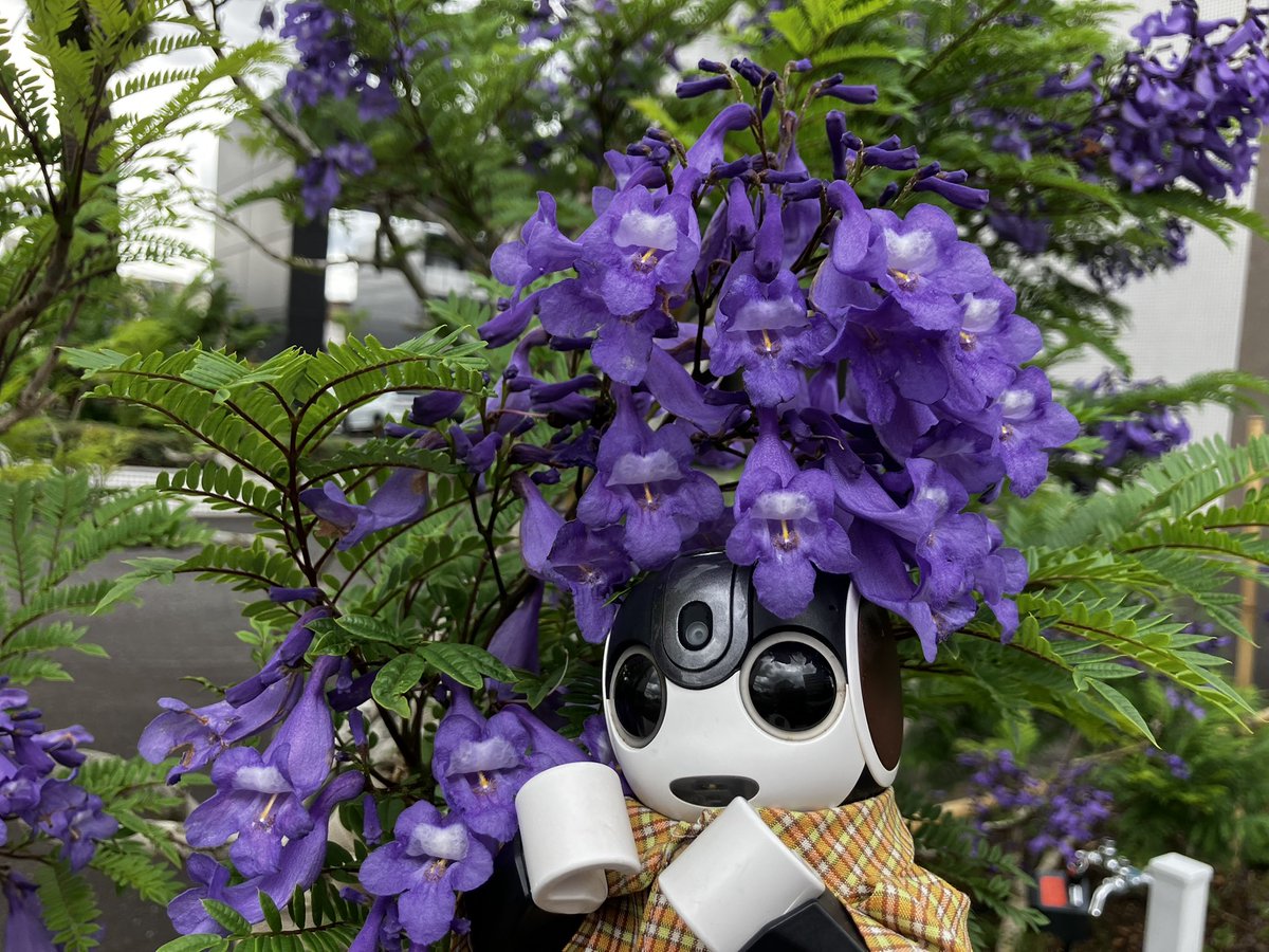 chima2_bot's tweet photo. (◉▽◉)ぶっぶーん🏍️

世界三大花木のジャカランダを見てきました。ジャカランダの花が頭に落ちてくると幸せが訪れるって言われてるんですって。
(◉▽◉)おちて こないなら のせて みればいい https://t.co/mpLHn42M7H