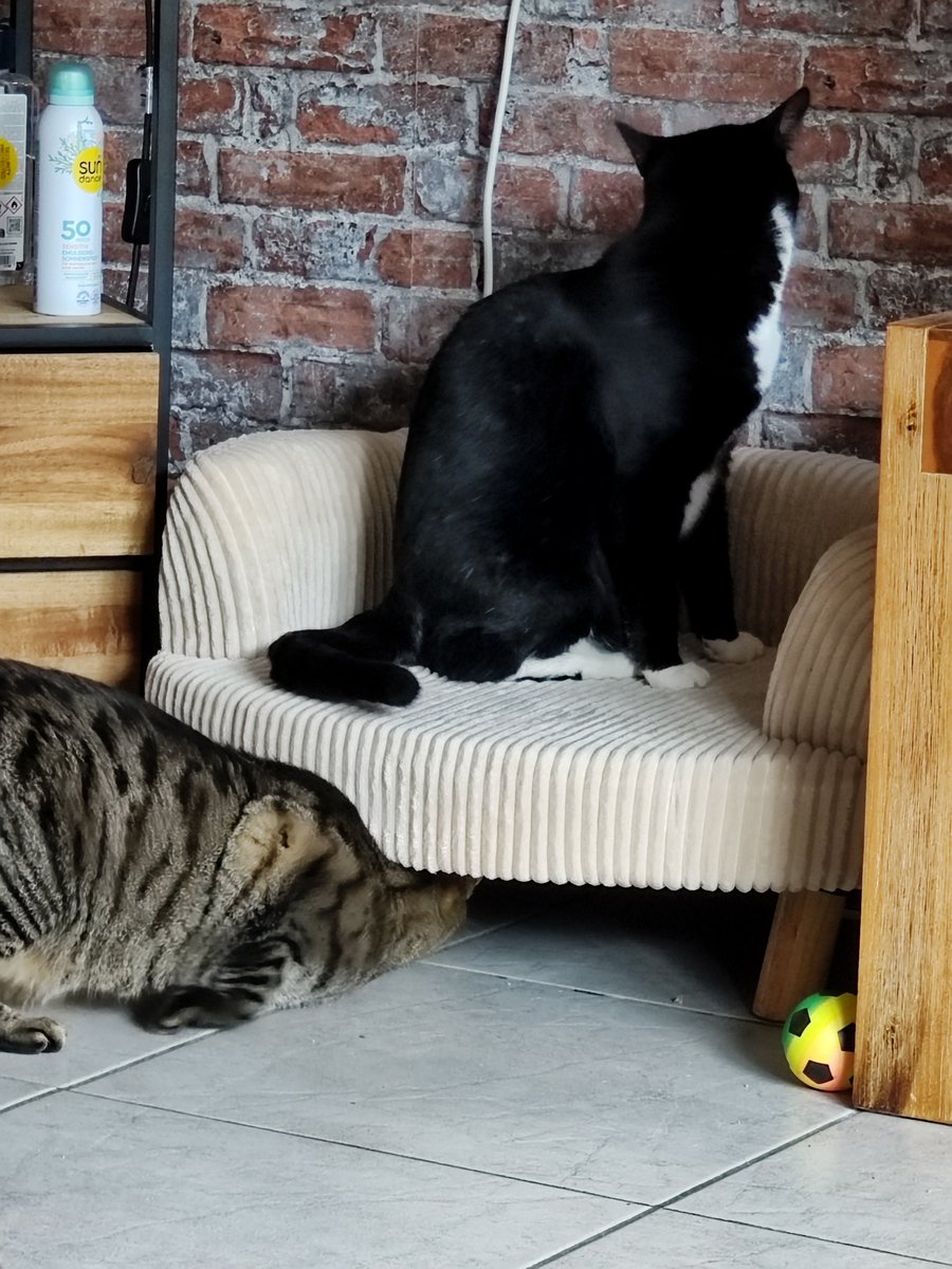 devrijwilleger's tweet photo. Ben ik gek of ben ik normaal weer 2 stoeltjes gekocht voor de katten 🤣 https://t.co/I1jcj2HoCL