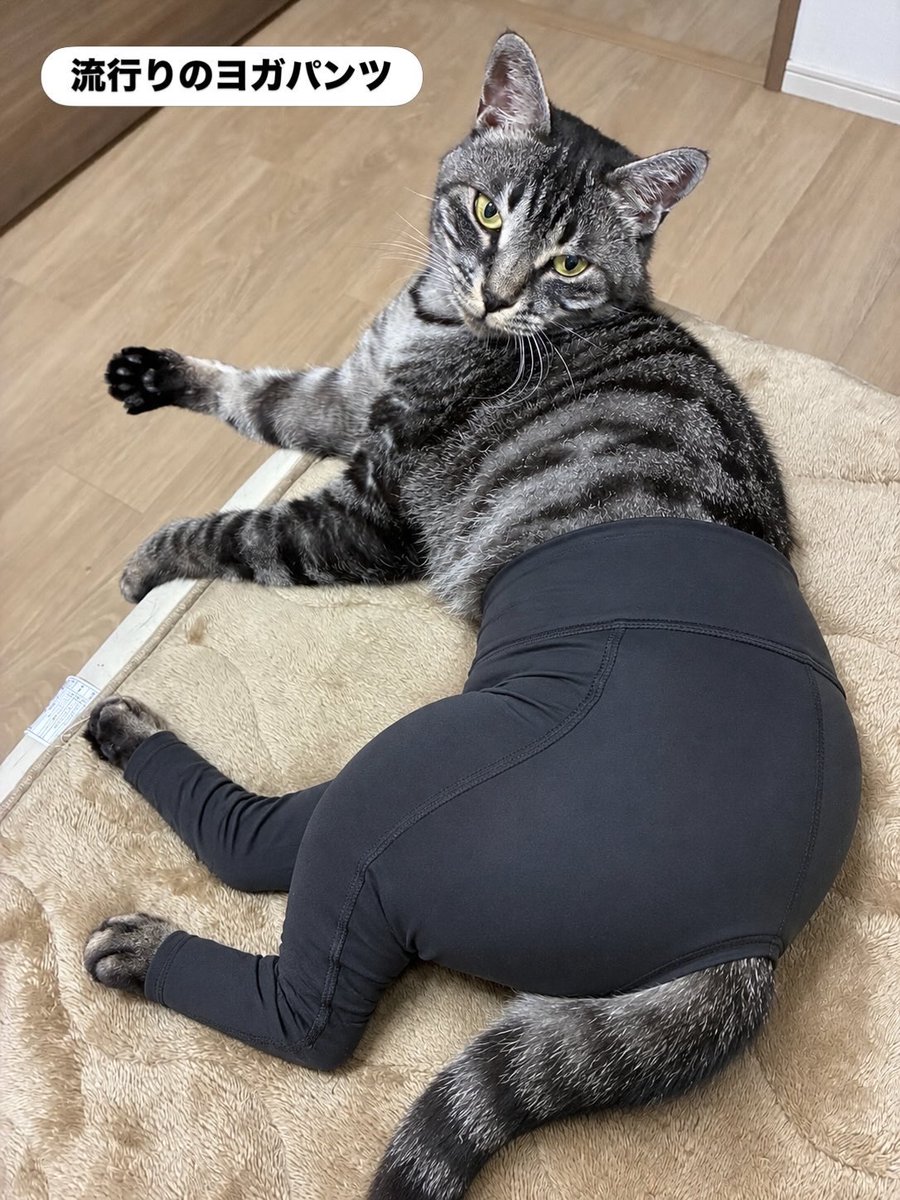 doronjo1966's tweet photo. ヨガパンツ🩲履かせてみた🐈 https://t.co/1NSZKxz5WI