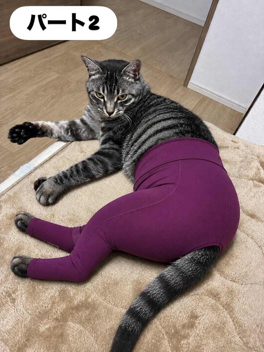 doronjo1966's tweet photo. ヨガパンツ🩲履かせてみた🐈 https://t.co/1NSZKxz5WI