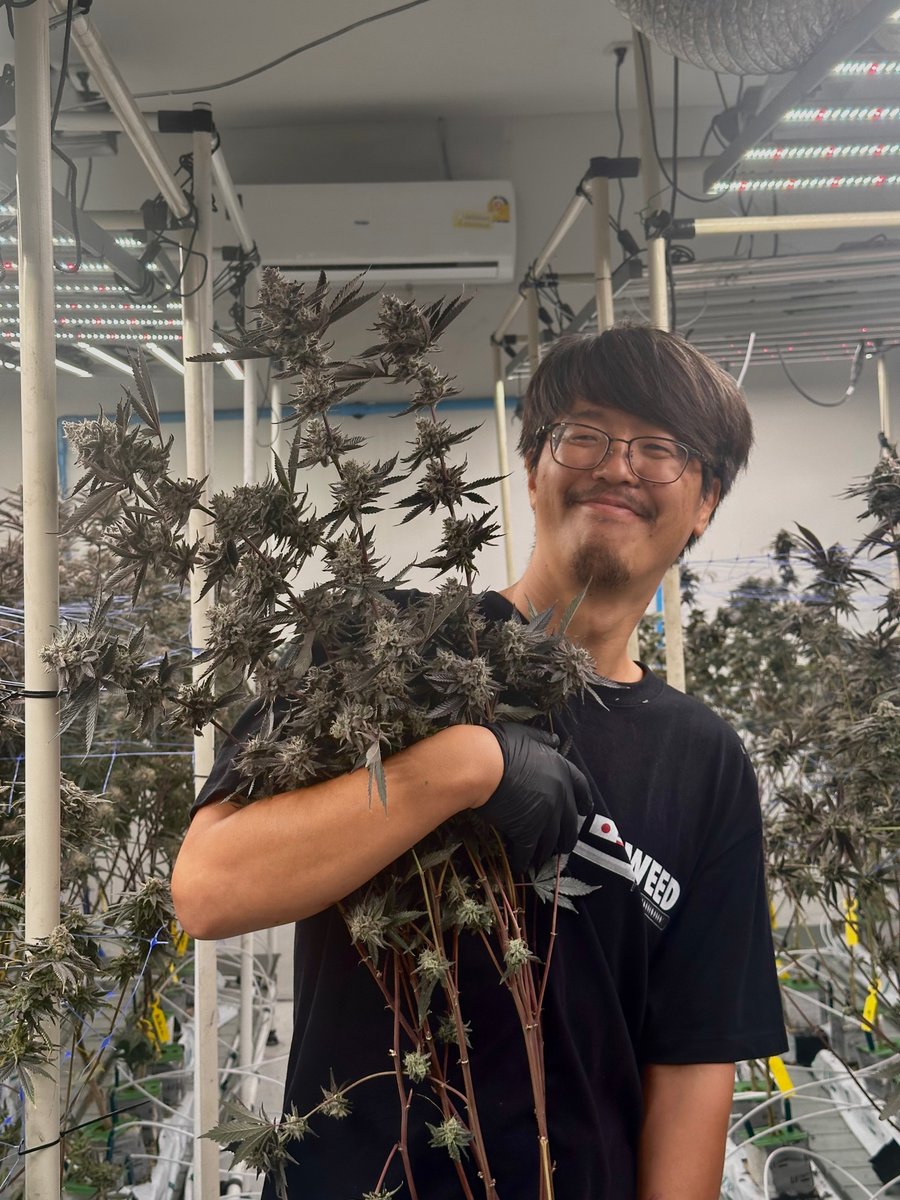 sakura_grow's tweet photo. 本日収穫日でした！
間も無く皆さんの元にお届けします。

前回吸いたかったけど、手に入らなかったという方
ぜひチェックしておいてください🔔 https://t.co/HlcHG8EFmK