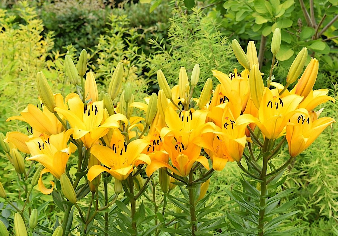 NatsuiroMemory's tweet photo. アジアティック ユリ（Asiatic Lily） ~２~
　こんばんは🌠
 ① まだ咲いてないつぼみがいっぱいついてる
 ② まっすぐな茎のイメージ
　遅くなりましたが ご注文の品をお持ちしました🤗
　撮影は今朝のペアユリと同じ場所です📷
　見下ろして撮ったあとで見上げて おおービックリ😳　高低差↕️フリーのハイブリッドなリリィですよ🥰
#TLを花でいっぱいにしよう