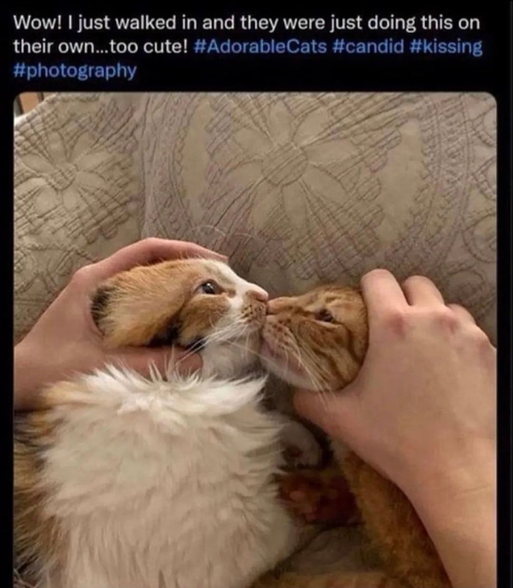 somethingliker's tweet photo. @EVILLOBOTOMY im gonna push their stupid heads together MMMMMMM KISS KISS KISS. steffen would probably just bite julius' lips and tongue off https://t.co/qiqo54rAyx