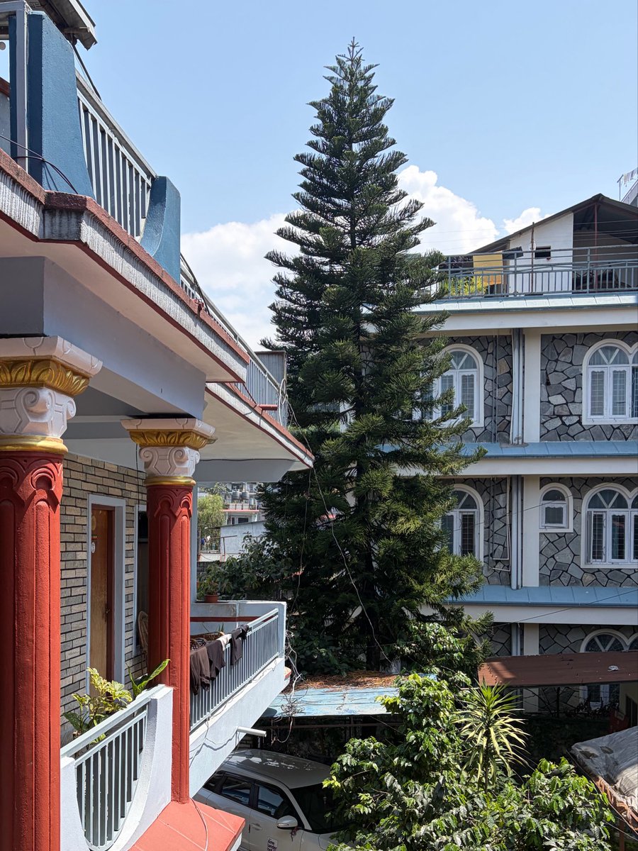 DamonZumbroegel's tweet photo. I planted this tree for my friend 20 years ago….Look at it NOW.  
My friend in Pokhara saved up enough money to buy some land 22 years ago.  I helped him design the place, and when it was finished ….I planted a tree as a blessing.   (which I do a lot, my whole life).  Now…..that tree is big.  That’s how it’s done, simple action.  
“A small deed is better than a great thought.”