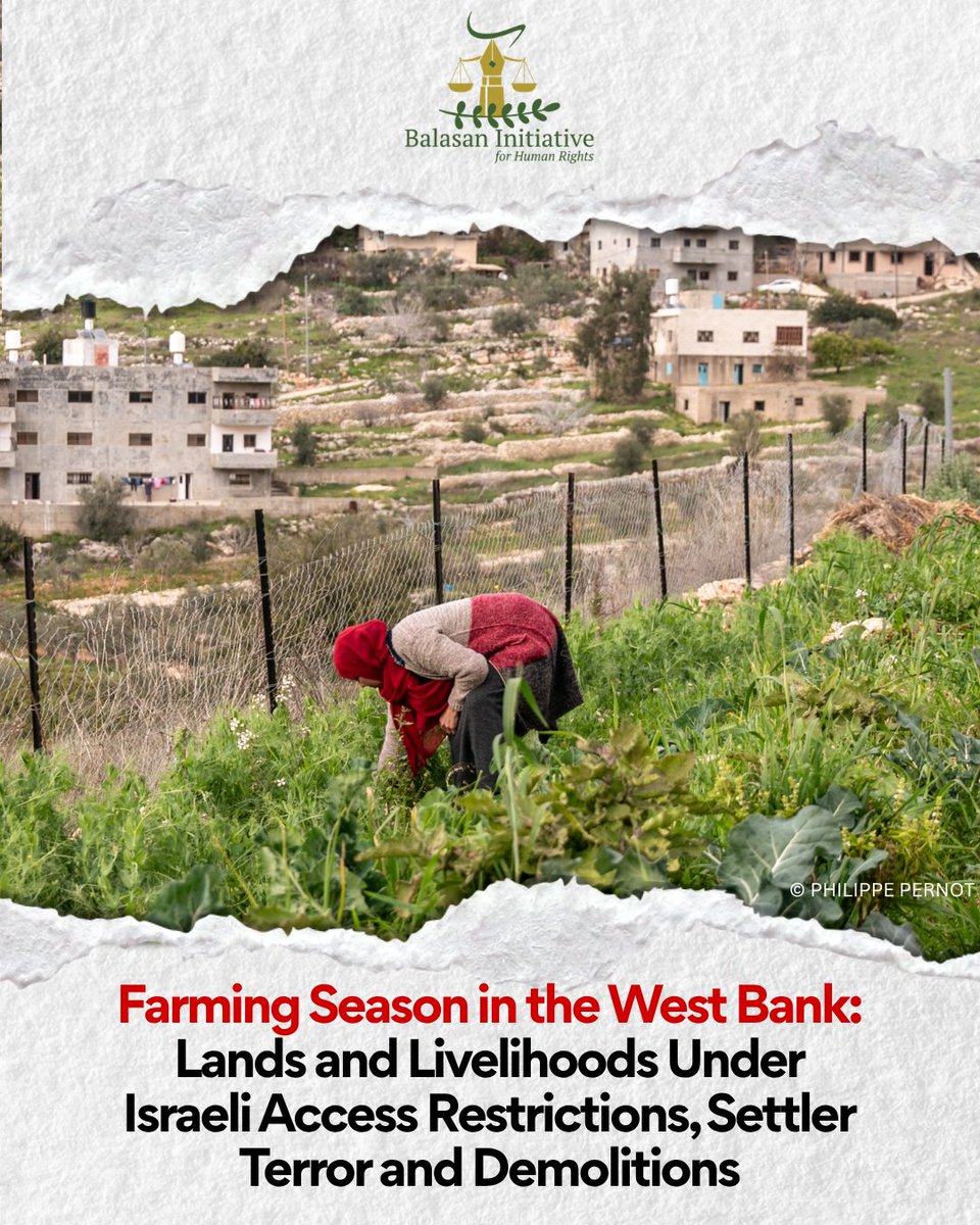 BalasanR's tweet photo. Palestinian farming season is heavily impacted by Israeli movement restrictions, administrative access regimes, settler crimes, and demolitions, devastating livelihoods for the 115,000 families depending on agriculture. Read the full update here: https://t.co/5nb34lEbAk https://t.co/6iYLTxcs58